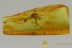 TRUE MOSQUITO Very Rare CULICIDAE Culex Fossil BALTIC AMBER 2833