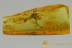 TRUE MOSQUITO Very Rare CULICIDAE Culex Fossil BALTIC AMBER 2833