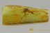 TRUE MOSQUITO Very Rare CULICIDAE Culex Fossil BALTIC AMBER 2833