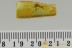 TRUE MOSQUITO Very Rare CULICIDAE Culex Fossil BALTIC AMBER 2833