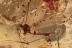 ELEPHANTOMYIA Crane Fly w Long Proboscis Genuine BALTIC AMBER 2828