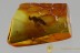 RARE Snipe Fly Symphoromyia Fossil Genuine BALTIC AMBER 2836