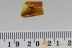 RARE Snipe Fly Symphoromyia Fossil Genuine BALTIC AMBER 2836