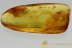 Spread Wings "FLYING" EPHEMEROPTERA Mayfly Genuine BALTIC AMBER 2837