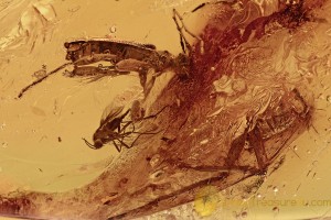 CERAMBYCIDAE OBRIUM Rare Longhorn Beetle + Genuine BALTIC AMBER 2843