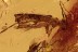CERAMBYCIDAE OBRIUM Rare Longhorn Beetle + Genuine BALTIC AMBER 2843