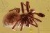 PERFECT Preserved Colorful SPIDER Inclusion Genuine BALTIC AMBER 2838