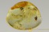 PERFECT Preserved Colorful SPIDER Inclusion Genuine BALTIC AMBER 2838