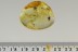 PERFECT Preserved Colorful SPIDER Inclusion Genuine BALTIC AMBER 2838