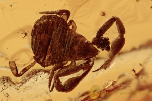 GEOGARYPIDAE Great PSEUDOSCORPION Fossil Genuine BALTIC AMBER 2839