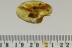 GEOGARYPIDAE Great PSEUDOSCORPION Fossil Genuine BALTIC AMBER 2839