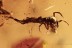 Extremely Rare AQUATIC Trichoptera Larvae & Beetle BALTIC AMBER 2852
