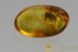 LEIODIDAE Cholevinae ROUND FUNGUS BEETLE Fossil BALTIC AMBER 2847