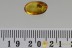 LEIODIDAE Cholevinae ROUND FUNGUS BEETLE Fossil BALTIC AMBER 2847