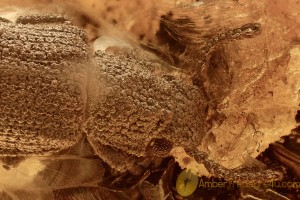 ZOPHERIDAE Xylolaemus Rare Ironclad Beetle Genuine BALTIC AMBER 2848