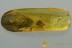 ZOPHERIDAE Xylolaemus Rare Ironclad Beetle Genuine BALTIC AMBER 2848