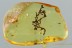 Superb MOSS BUNCH Bryophyta Inclusion Genuine BALTIC AMBER 2850