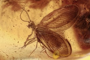 Well Preserved Spongillafly SISYRIDAE Neuroptera BALTIC AMBER 2851