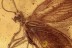 Well Preserved Spongillafly SISYRIDAE Neuroptera BALTIC AMBER 2851