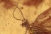 Well Preserved Spongillafly SISYRIDAE Neuroptera BALTIC AMBER 2851