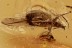 TOP Perfect ENTIMINAE Broad-Nosed Weevil Fossil BALTIC AMBER 2857