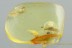 TOP Perfect ENTIMINAE Broad-Nosed Weevil Fossil BALTIC AMBER 2857