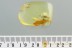 TOP Perfect ENTIMINAE Broad-Nosed Weevil Fossil BALTIC AMBER 2857