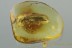 GIANT Longhorn Beetle CERAMBYCIDAE & Larvae Genuine BALTIC AMBER 2856