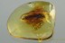 GIANT Longhorn Beetle CERAMBYCIDAE & Larvae Genuine BALTIC AMBER 2856