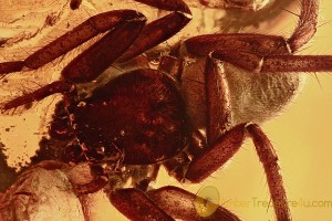 Great SPIDER Araneae Fossil Inclusion Genuine BALTIC AMBER 7.5g 2855