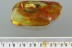 Great SPIDER Araneae Fossil Inclusion Genuine BALTIC AMBER 7.5g 2855