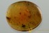 SWARM 6 THRIPS Thysanoptera & FLOWER BLOOM Genuine BALTIC AMBER 2853