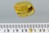 Large PLANTHOPPER Cicada & MOSS Twig Bryophyta BALTIC AMBER 2g 2861