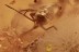 WATER STRIDER Veliidae & UNKNOWN Creature + Fungi BALTIC AMBER 2866