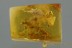 WATER STRIDER Veliidae & UNKNOWN Creature + Fungi BALTIC AMBER 2866