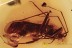 Big EYED True Bug Anthocoridae Inclusion Genuine BALTIC AMBER 2862