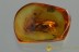 Big EYED True Bug Anthocoridae Inclusion Genuine BALTIC AMBER 2862