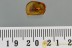 Big EYED True Bug Anthocoridae Inclusion Genuine BALTIC AMBER 2862