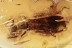 Rare CERAPACHYINAE Winged Ant Inclusion Genuine BALTIC AMBER 2858