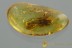 Rare CERAPACHYINAE Winged Ant Inclusion Genuine BALTIC AMBER 2858