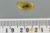 Rare CERAPACHYINAE Winged Ant Inclusion Genuine BALTIC AMBER 2858