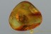 100% MATING Flies Dolichopodidae COPULA Genuine BALTIC AMBER 2865