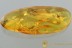 Well Preserved Great SPIDER + Inclusion Genuine BALTIC AMBER 7.7g 2864
