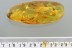 Well Preserved Great SPIDER + Inclusion Genuine BALTIC AMBER 7.7g 2864