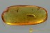 Well Preserved SOFT-WING FLOWER BEETLE Melyridae BALTIC AMBER 2859