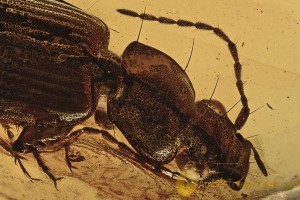 CARABIDAE Lebiini LARGE Ground Beetle Genuine BALTIC AMBER 2863