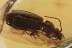 CARABIDAE Lebiini LARGE Ground Beetle Genuine BALTIC AMBER 2863
