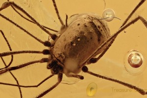 NEMASTOMATIDAE Super Harvestmen OPILIONE Genuine BALTIC AMBER 2869