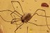 NEMASTOMATIDAE Super Harvestmen OPILIONE Genuine BALTIC AMBER 2869