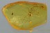 NEMASTOMATIDAE Super Harvestmen OPILIONE Genuine BALTIC AMBER 2869